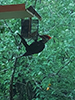 Pileated Woodpecker