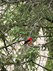 Scarlet Tanager