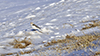 Snow Bunting