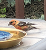 White-winged Crossbill