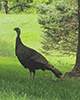 Wild Turkey