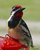 Yellow-bellied Sapsucker sign