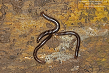 barrel millipede (Cylindroiulus caeruleocinctus)