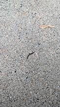 barrel millipede (Cylindroiulus caeruleocinctus)