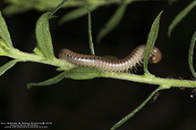 eastern crystal millipede (tribe Aniulini)