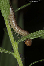 eastern crystal millipede (tribe Aniulini)