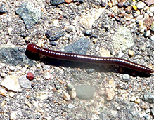 eastern crystal millipede (tribe Aniulini)