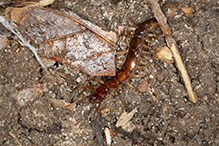 stone centipede (Order Lithobiomorpha)