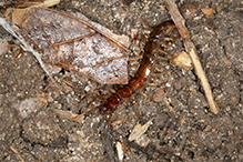 stone centipede (order Lithobiomorpha)