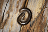 barrel millipede (Cylindroiulus sp.)
