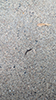 barrel millipede (Cylindroiulus caeruleocinctus)