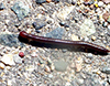 eastern crystal millipede (Tribe Aniulini)