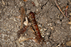 stone centipede (Order Lithobiomorpha)