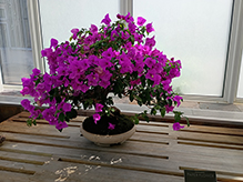 Como Regional Park Como Regional Park