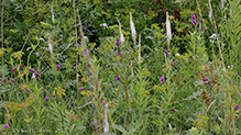 Dalby WMA