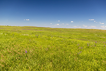 Mound Spring Prairie SNA, South Unit