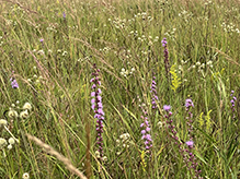 Oronoco Prairie SNA