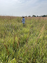 Oronoco Prairie SNA