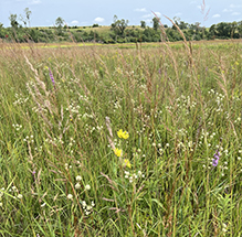 Oronoco Prairie SNA
