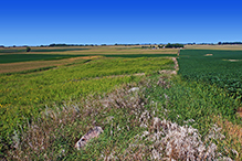 Osmundson Prairie SNA