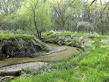 Prairie Creek Woods SNA