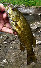 smallmouth bass