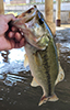 largemouth bass