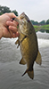 smallmouth bass