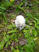Aborted Entoloma