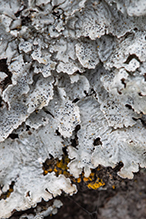American Starburst Lichen