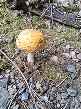 American Yellow Fly Agaric