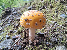American Yellow Fly Agaric