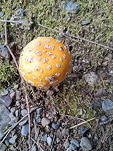 American Yellow Fly Agaric