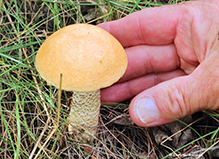 Aspen Bolete