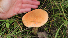 Aspen Bolete