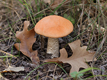 Aspen Bolete