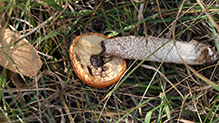 Aspen Bolete