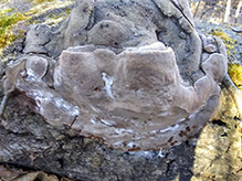 Aspen Bracket