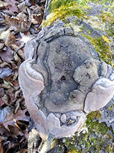 Aspen Bracket
