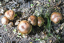 Atkinson’s Fungi