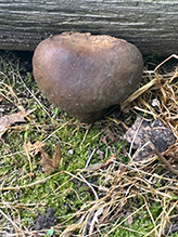Bay Bolete