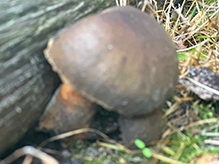 Bay Bolete
