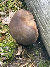 Bay Bolete