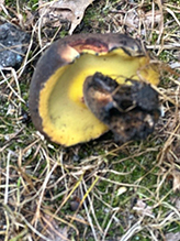 Bay Bolete