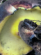 Bay Bolete