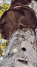 Birch Polypore