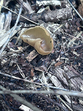 Blistered Cup