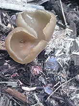 Blistered Cup