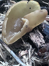 Blistered Cup