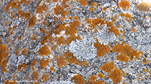 Blue-gray Rosette Lichen and Elegant Sunburst Lichen